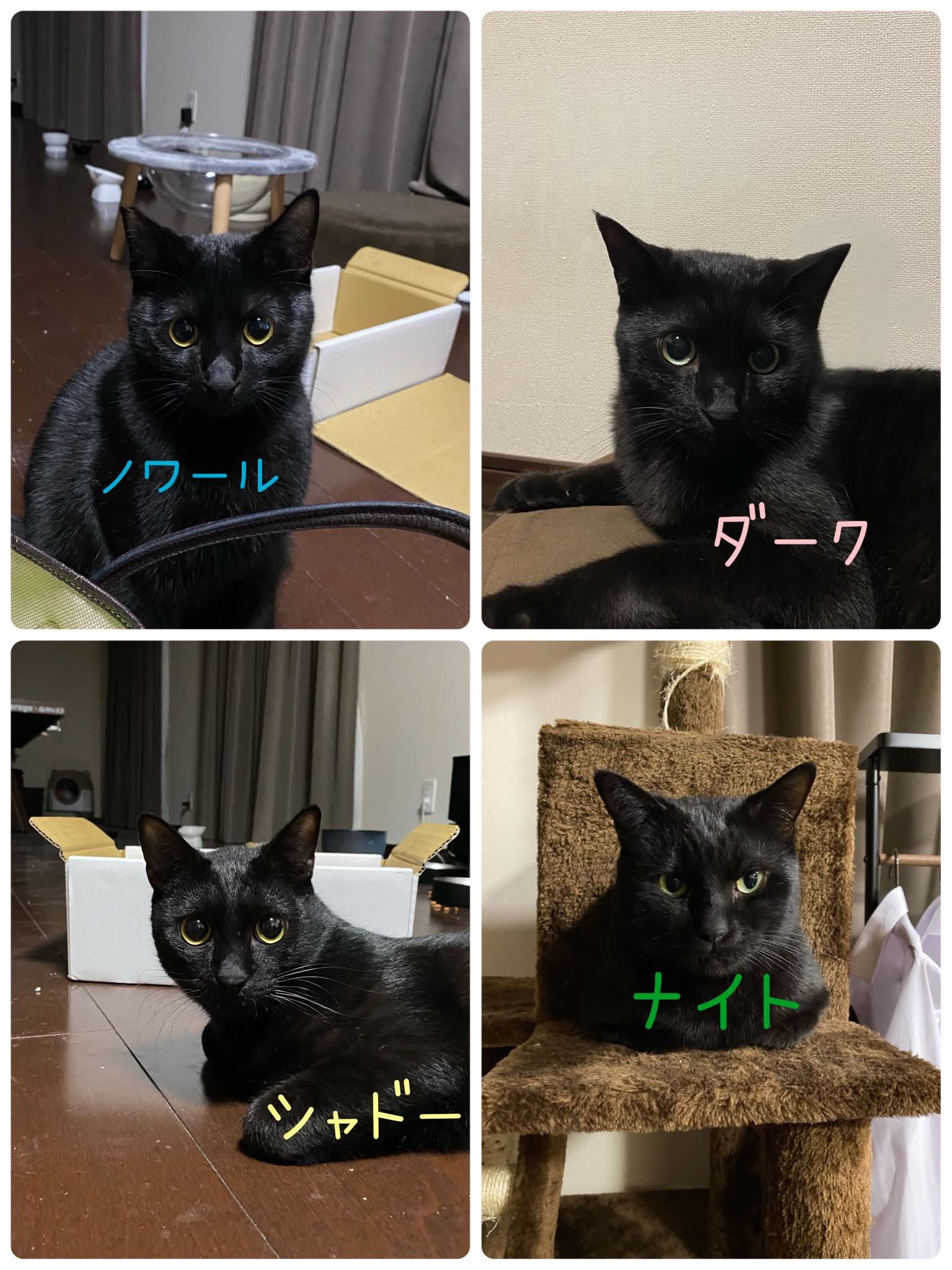 今年2月から2匹新しく猫ちゃんを迎えました🐈‍⬛ 【ナイト】先住1
