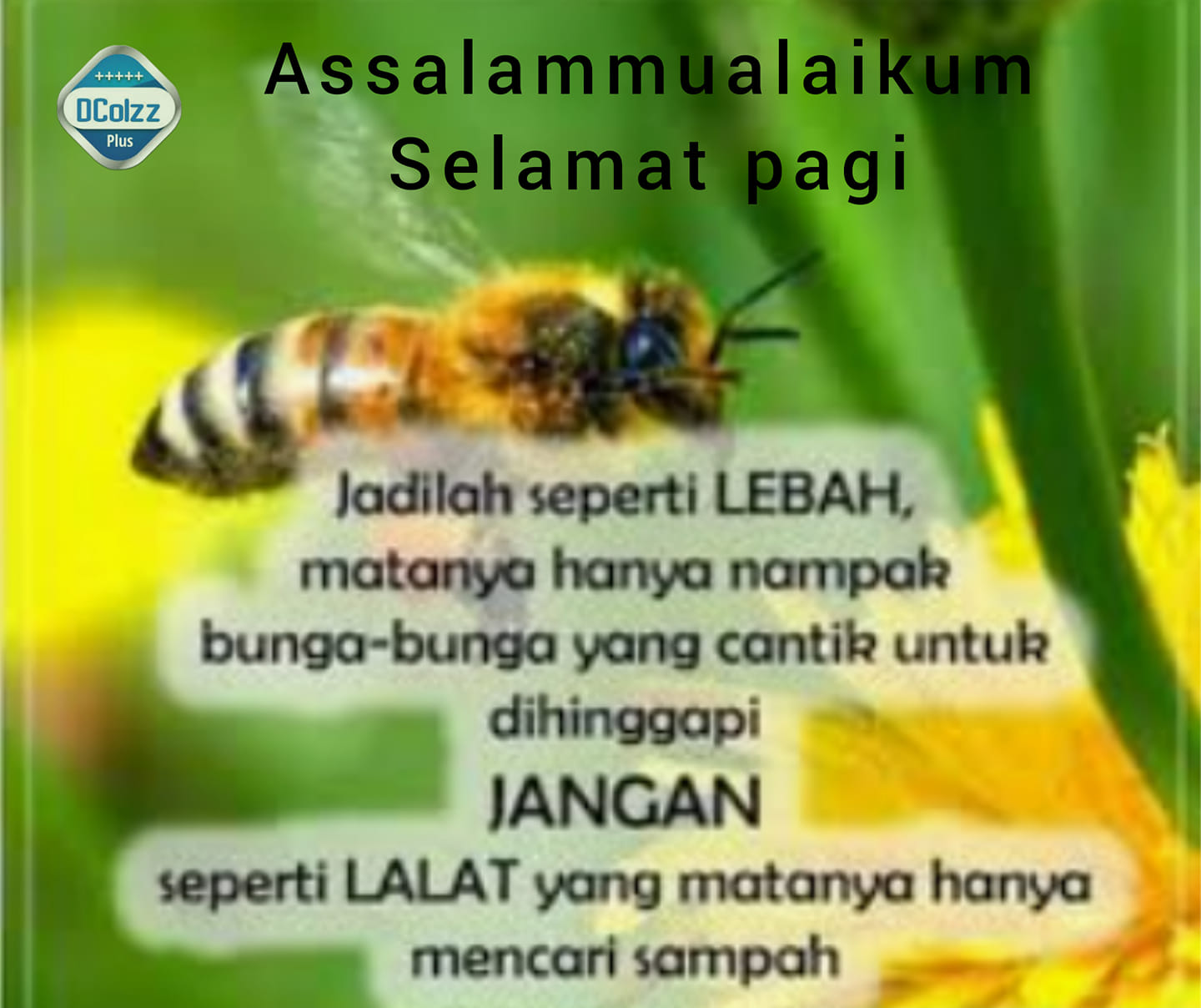 Dcolzz Plus Hq Assalammualaikum Selamat Pagi Jadilah Seperti Lebah Matanya Hanya Nampak Bunga Bunga Yang Cantik Untuk Dihingapi Jangan Seperti Lalat Yang Matanya Hanya Mencari Sampah Jom Kita Melihat Alam Ciptaan