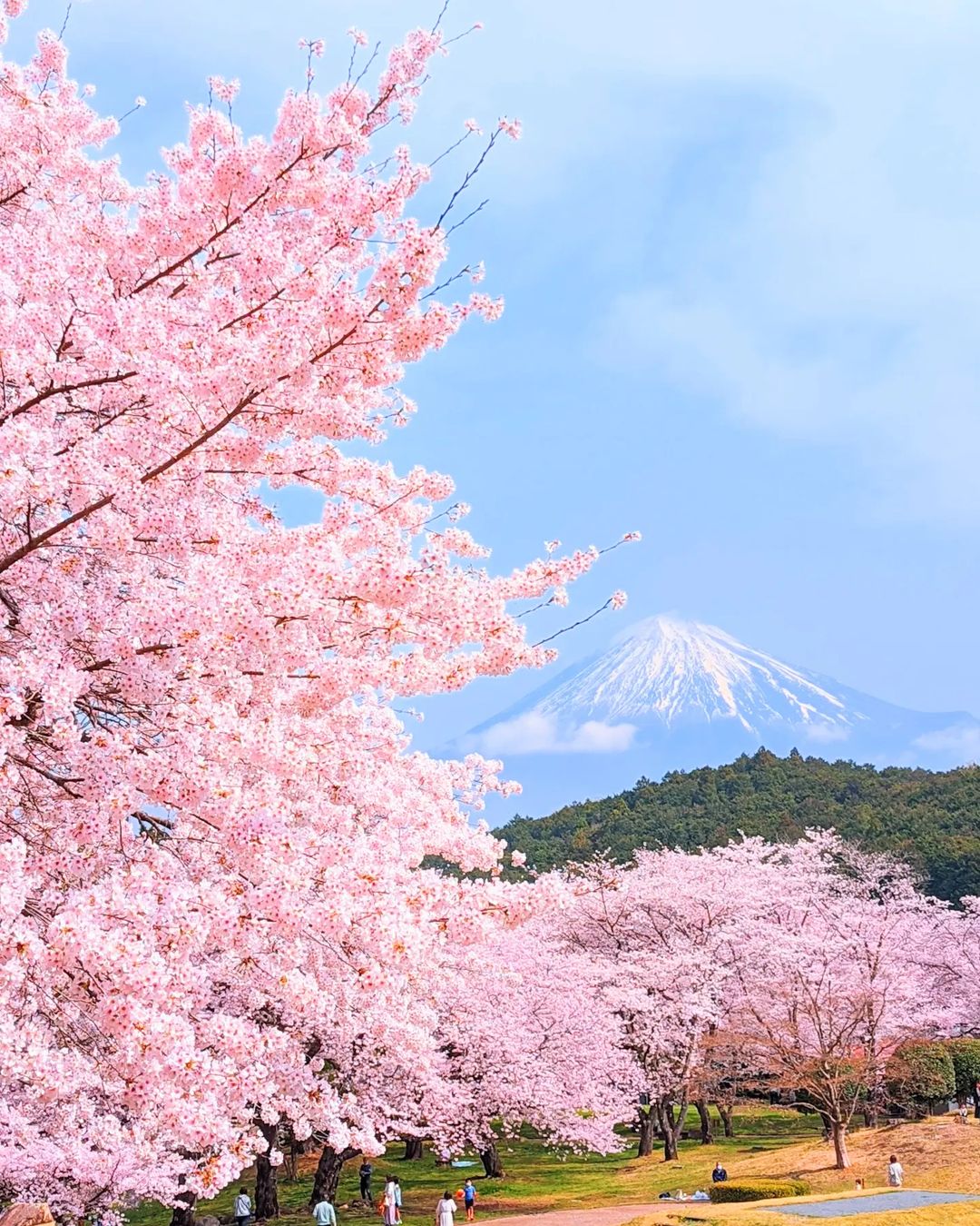 Fuji City's Hiromi Park rose garden with Mt. Fuji views