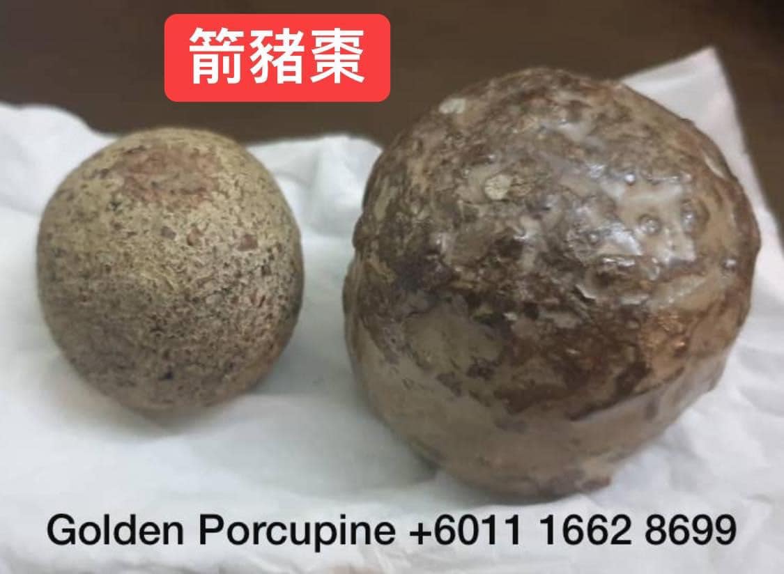 箭豬棗 Porcupine Bezoar A bezoar is a... - Golden Porcupine