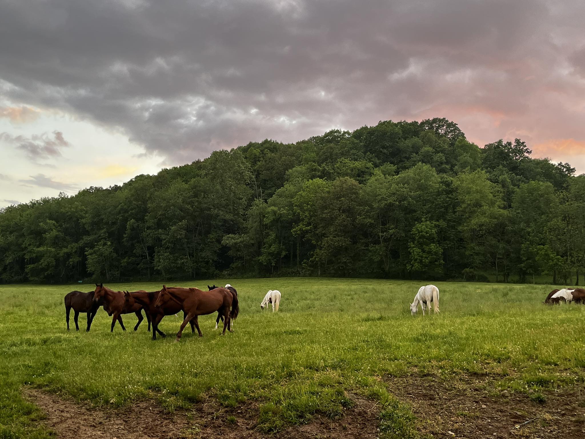 The Red Barn Public Trail Rides | Glenmont OH