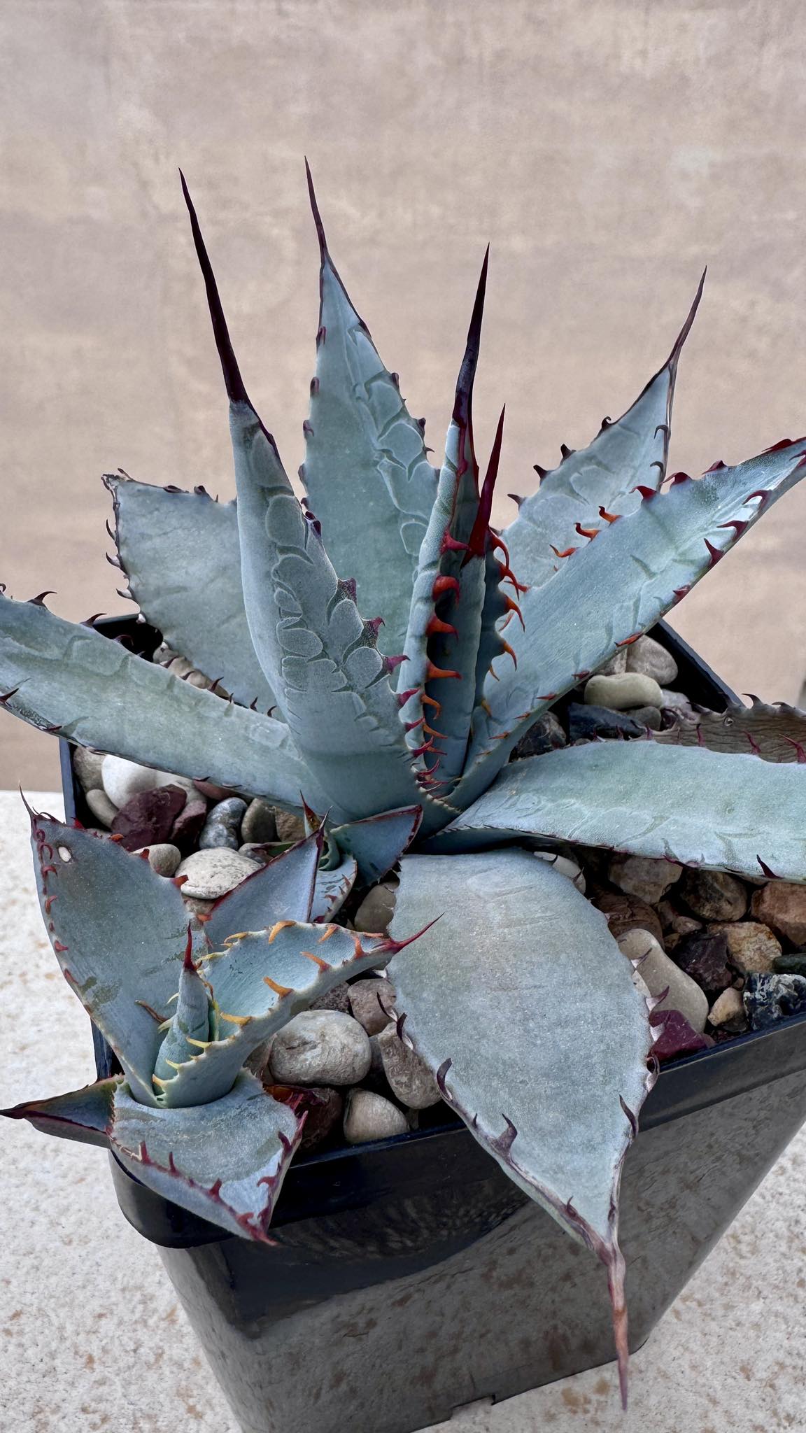 Agave palmeri 'Kutsugen No Mai Ogi'