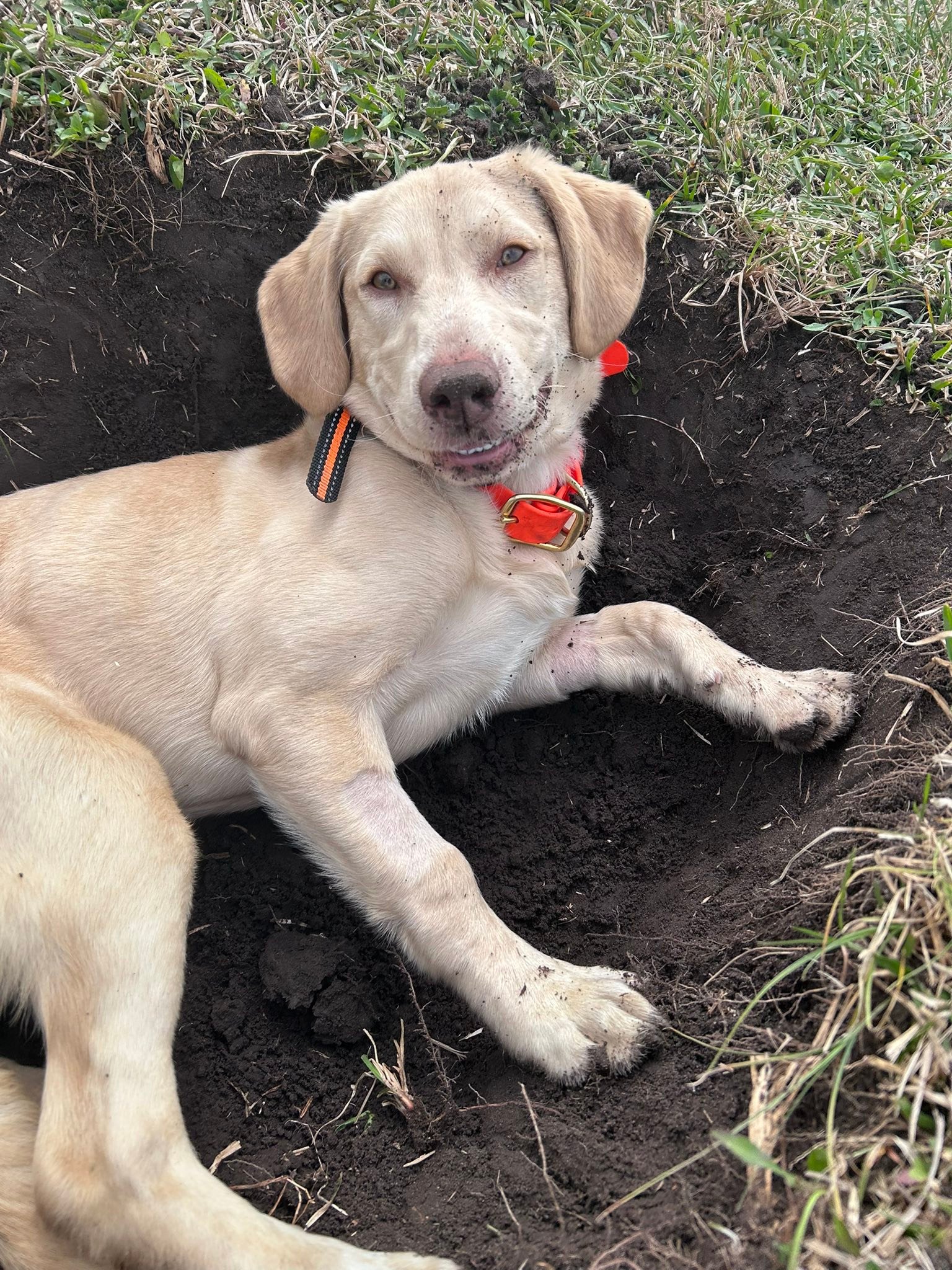 Labrador Retriever’s for Adoption / Rehoming / Rescue | Facebook