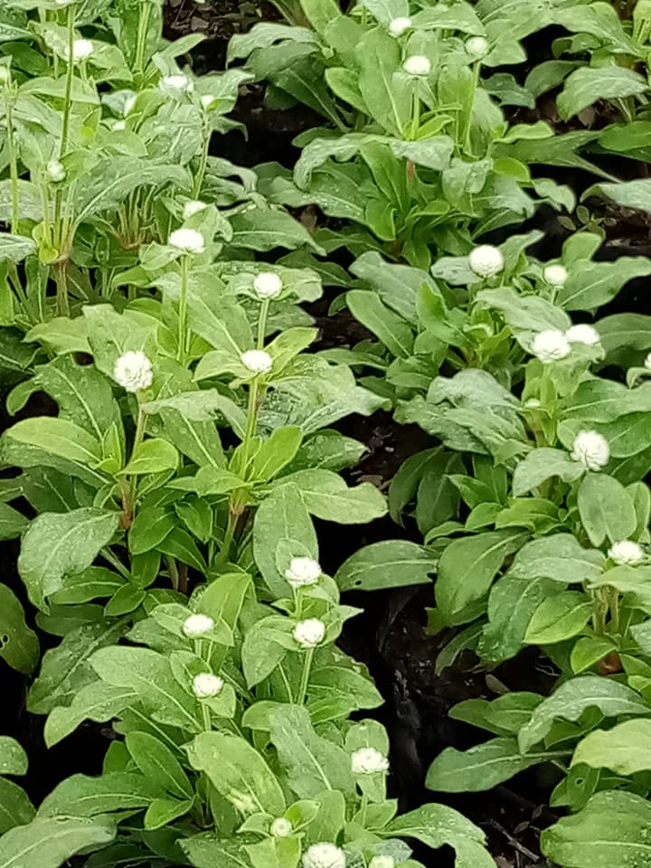 Sobre De Semillas De Siempreviva De Arena (Limonium Sinuatum) Para Cultivar Flores Secas Y Coloridas