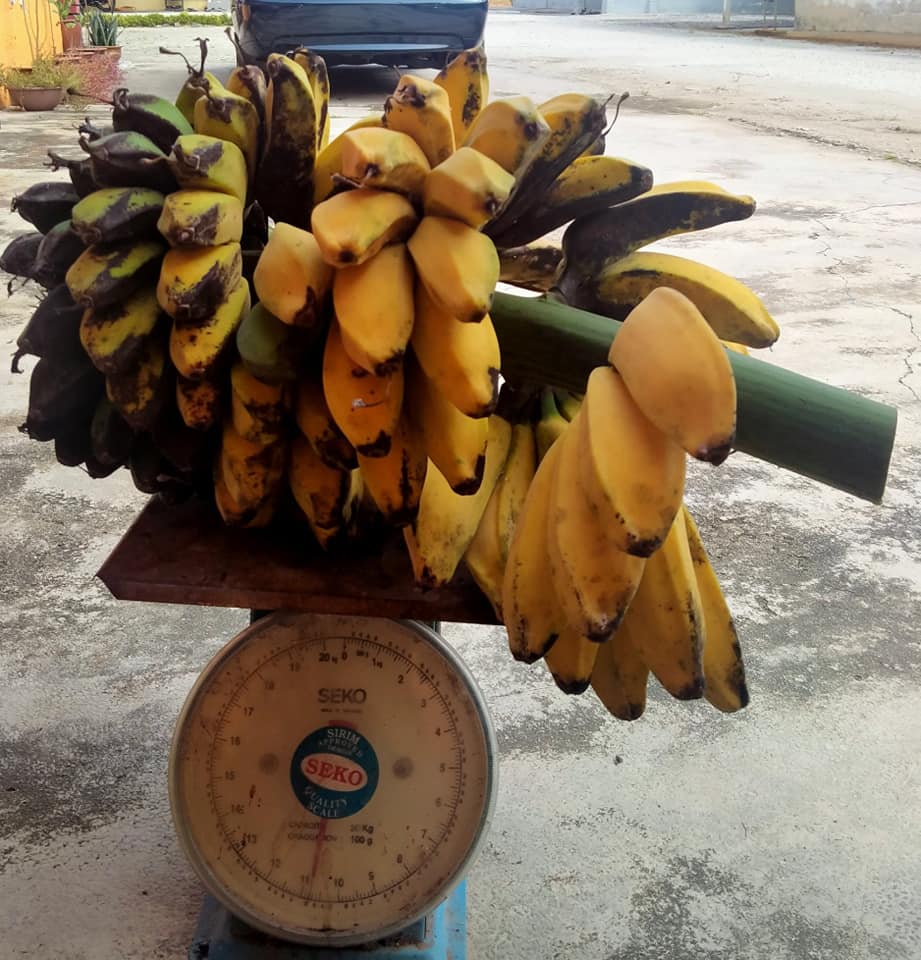 Nursery Pokok Pisang Tanduk Dan Pokok Buah Mullberry Home Facebook
