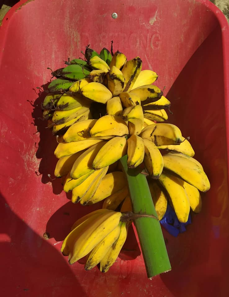 Nursery Pokok Pisang Tanduk Dan Pokok Buah Mullberry Home Facebook