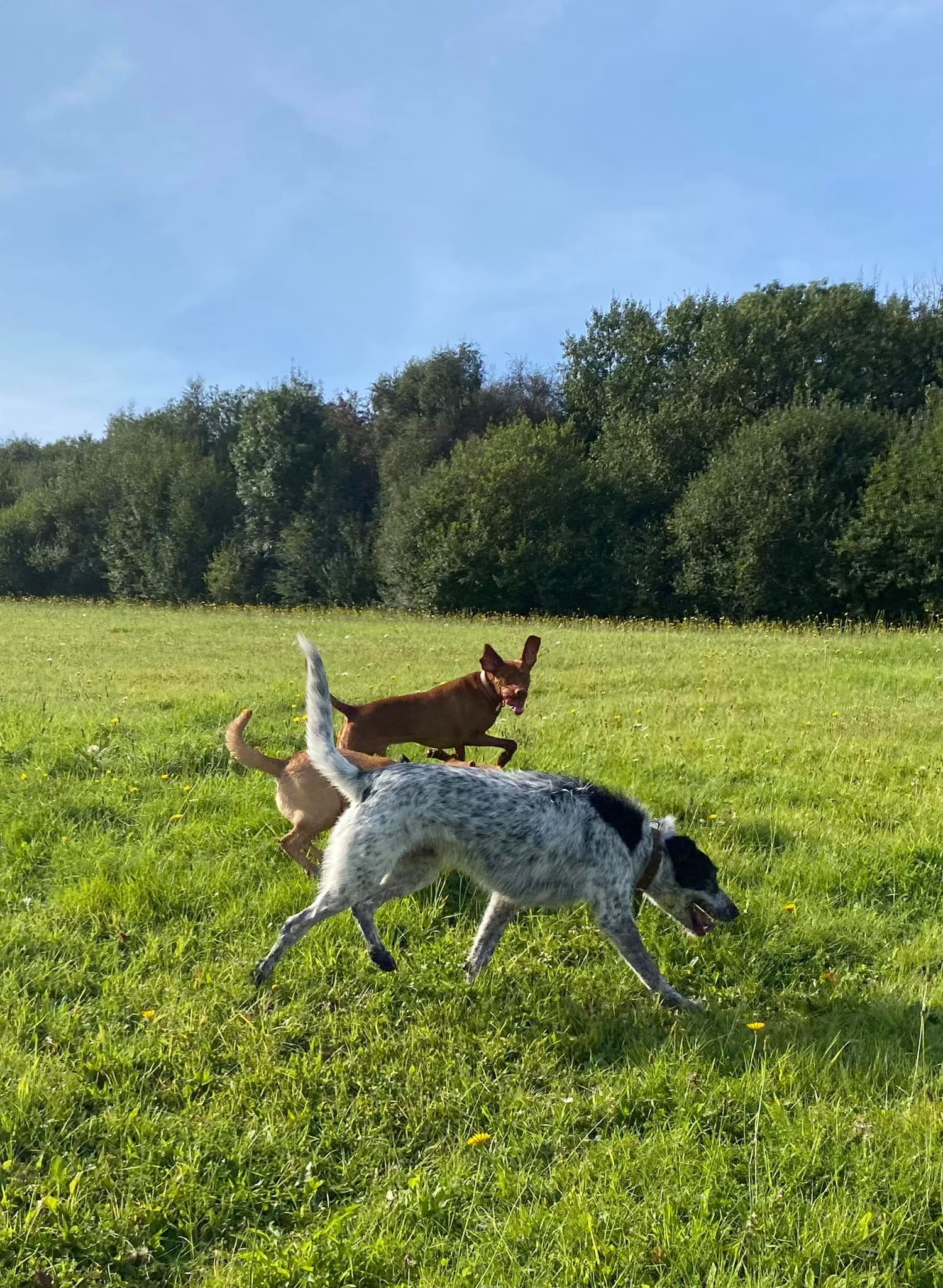 Dogtastic WALKS - New wellies! I love them 😂 | Facebook