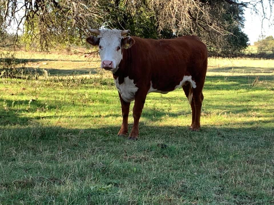 C&S Cattle Company
