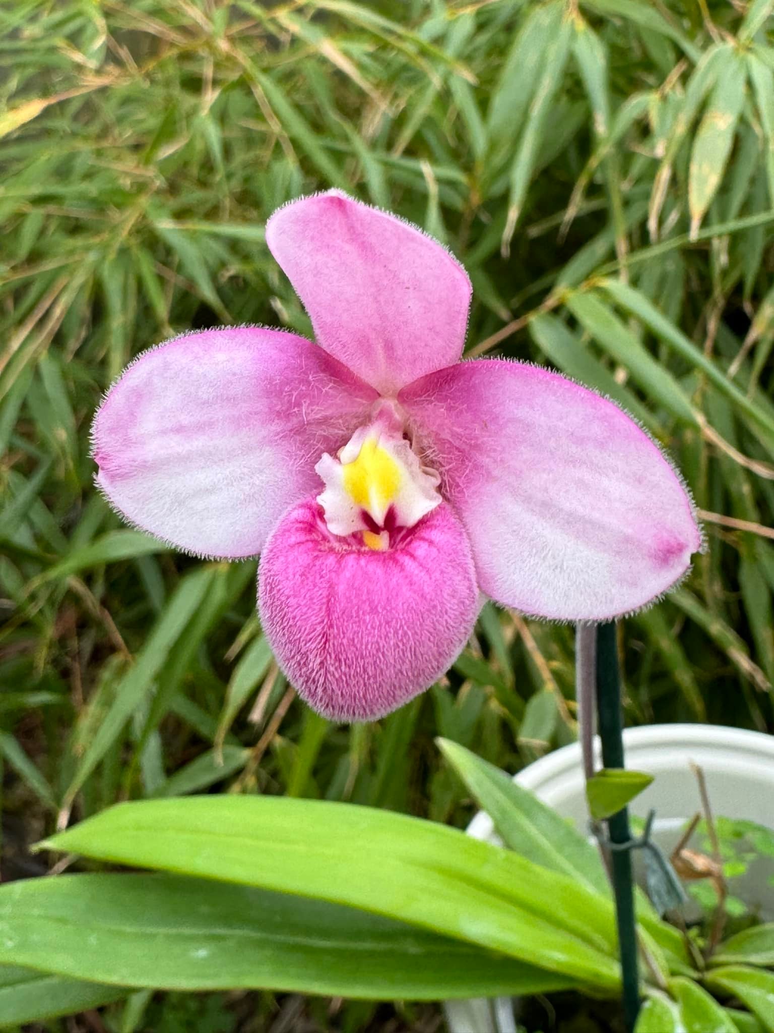 P.veitchii Lumina white P. bif. #96