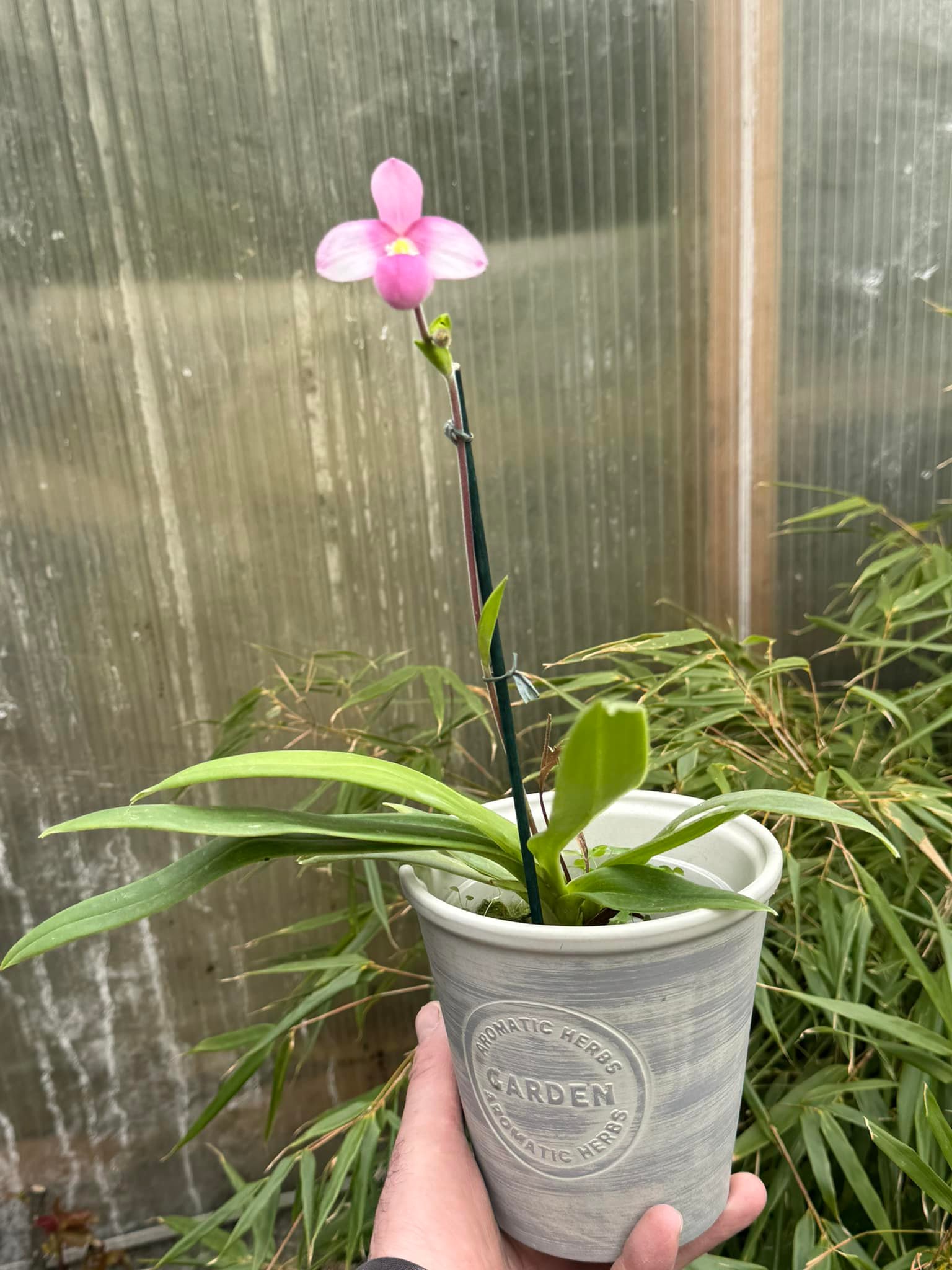 P.veitchii Lumina white P. bif. #96