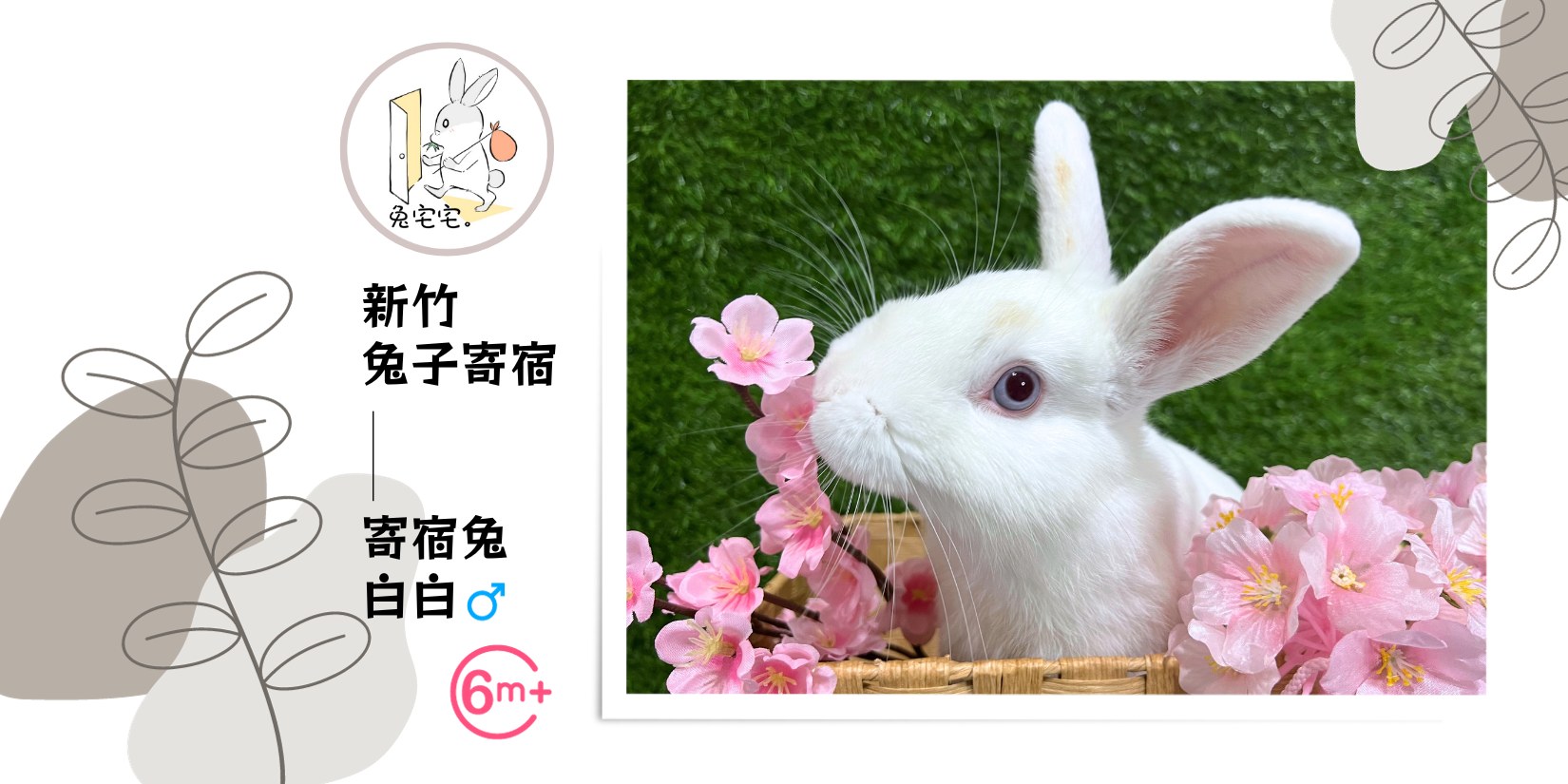 兔宅宅_新竹兔子寄宿 - #寄宿兔 _白白 白白還有其他的兄弟姊妹，都是白色的兔兔哦！...