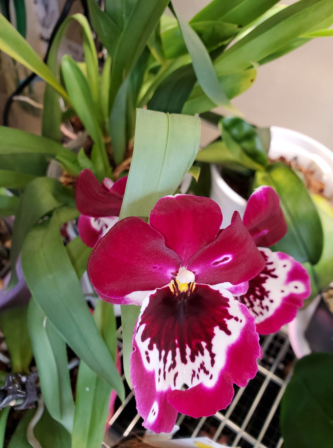 Miltonopsis Rene Komoda first blooming for me! Smells light rosy!