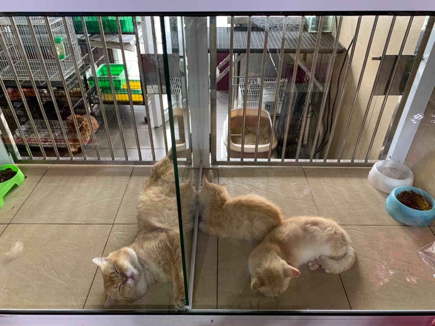 Q Q Pet House 宠物之家 Home Facebook