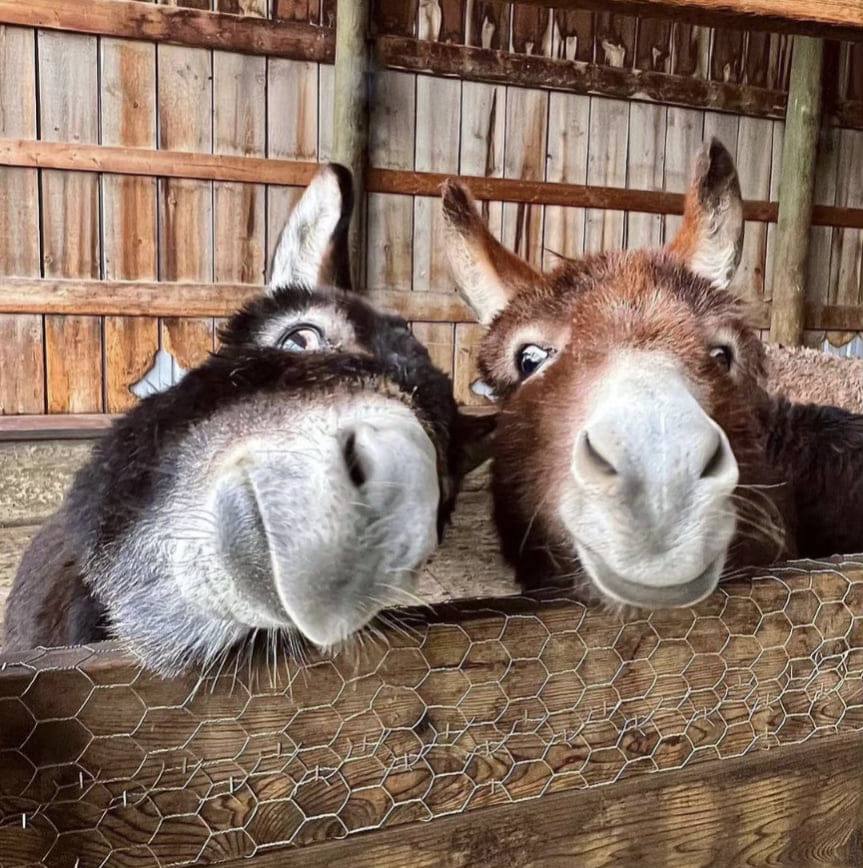 Mini Donkeys for... - Mini Donkeys for rescue and adoption