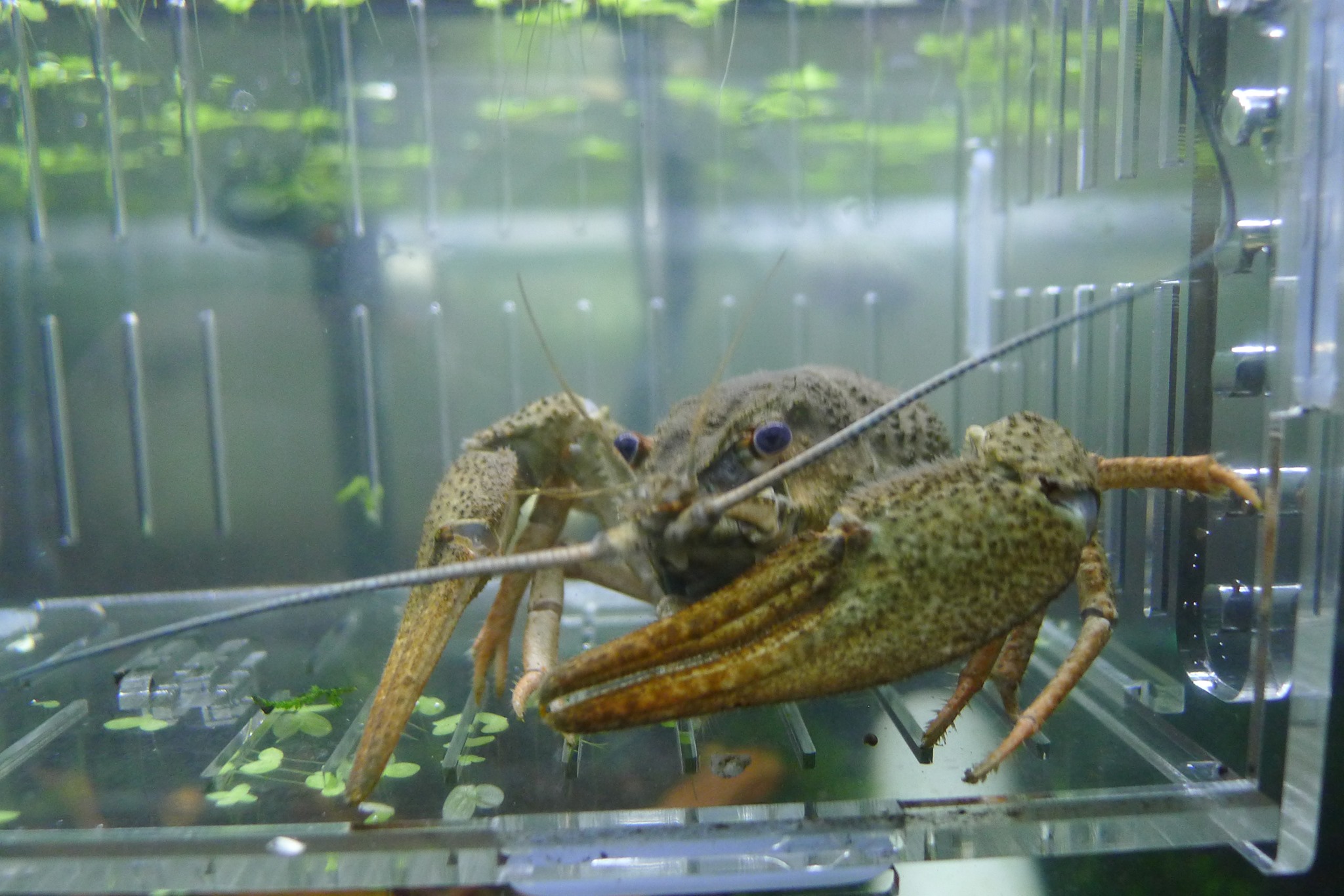 Pontastacus... - 螯蝦先生-余小蝦crayfish sky In Taiwan | Facebook
