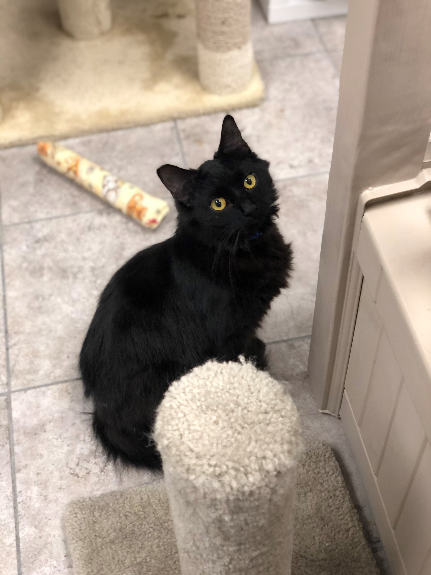 In Japan, black cats are believed to bring good luck and help