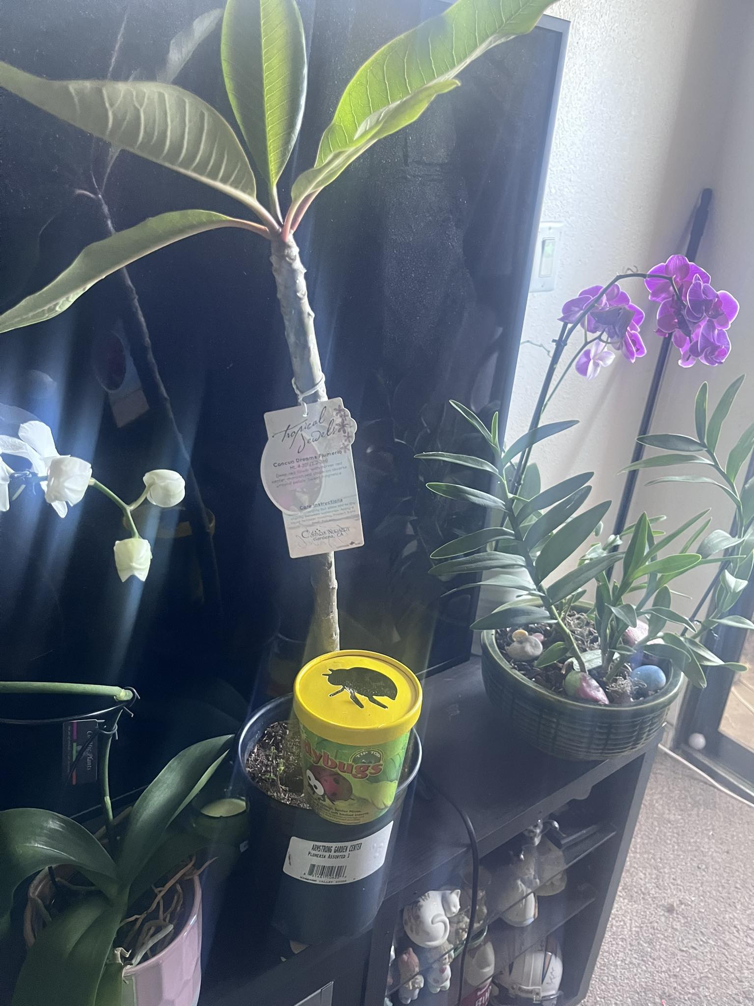 Accidentally bought a Plumeria for my orchids