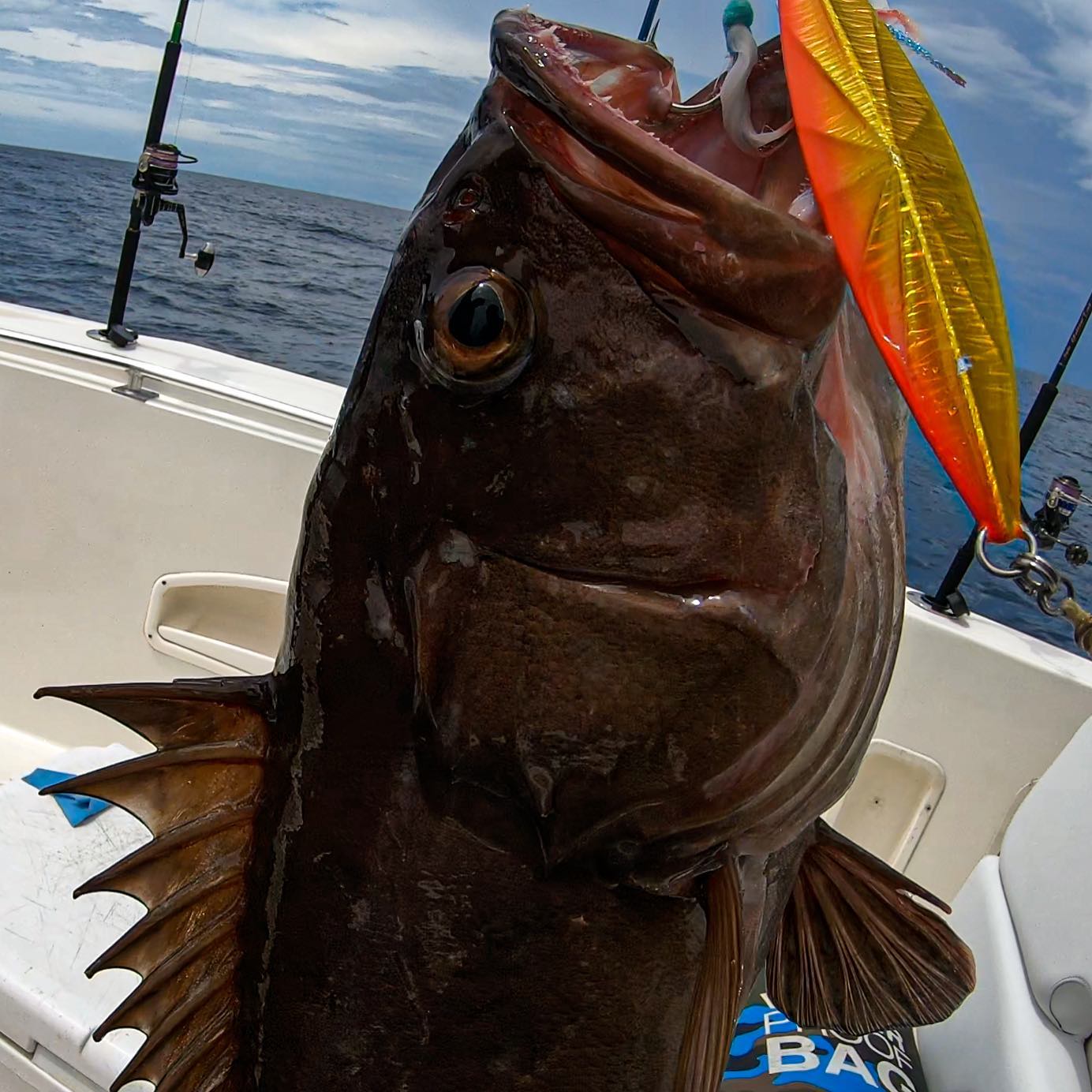 Fish’N Panama - Como le llamas a esta especie? 🔥How do you...