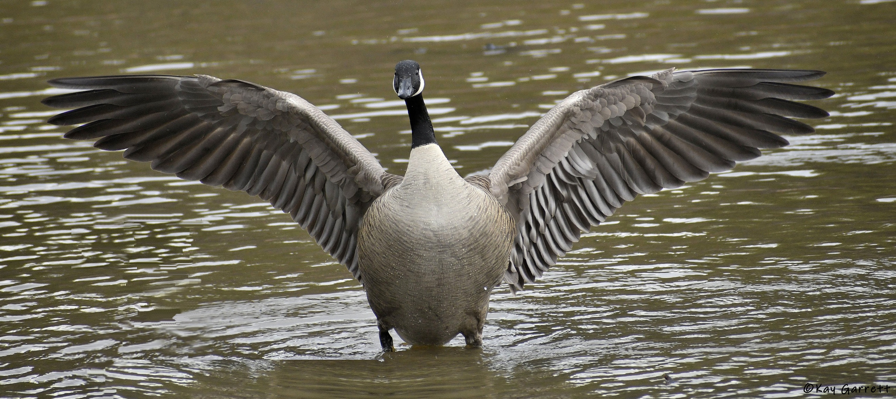 Canada goose nesting facts and behavior