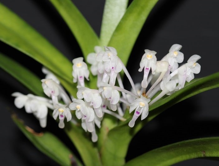 Cleisocentron malipoensis orchid from China