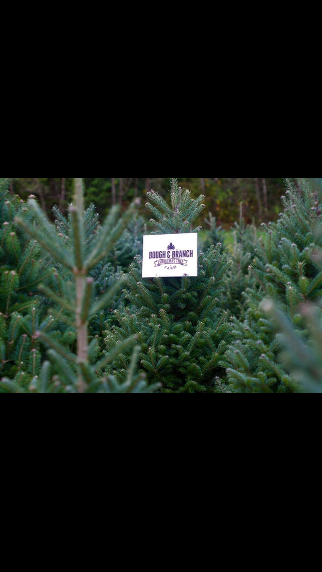 Bough & Branch Christmas Tree Farm | Abbotsford BC