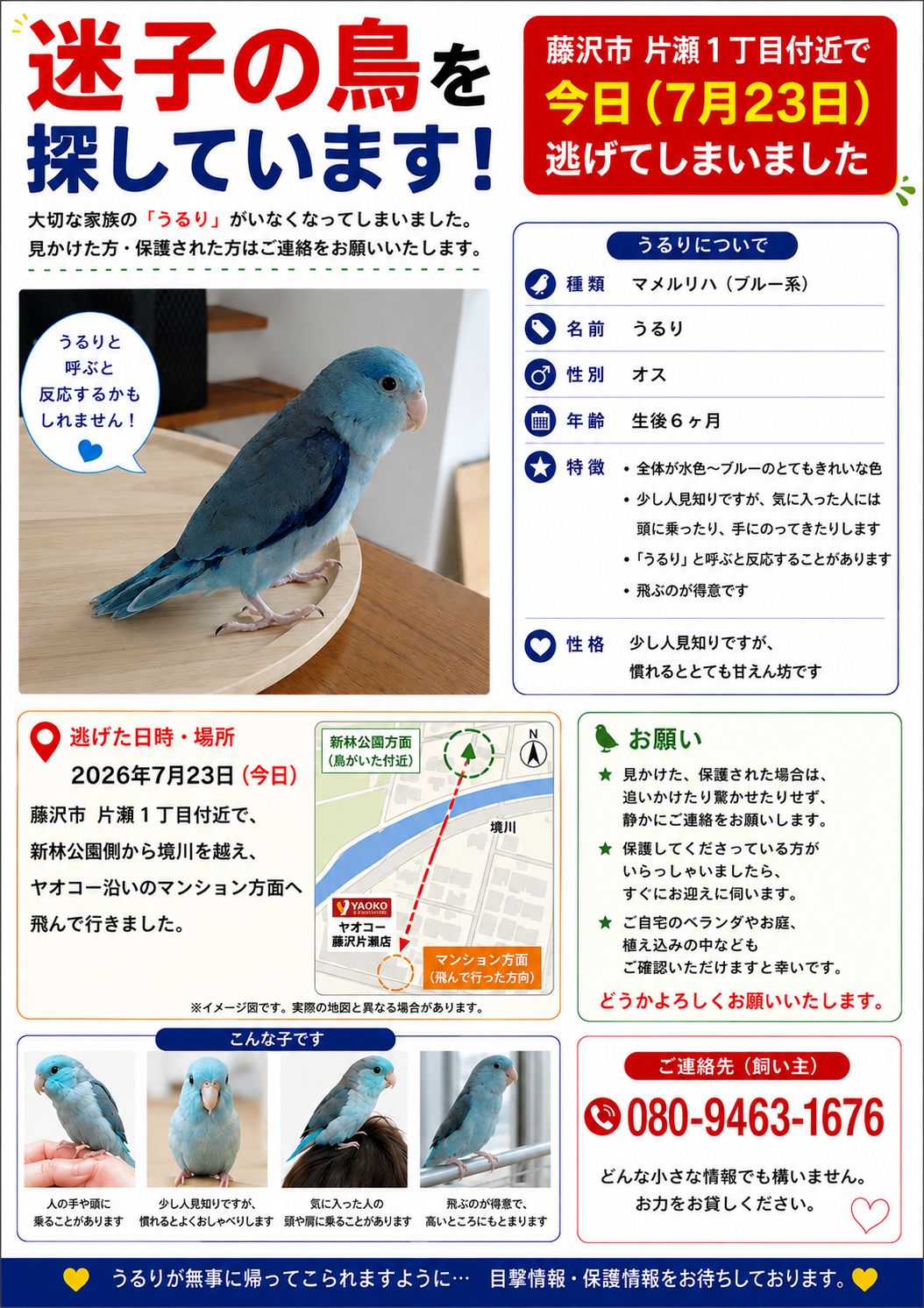 青梅市近辺にてこの数日間にて 黄緑系のセキセイインコをロストされた