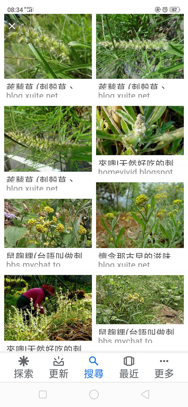 阿麗古早味肉粽 刺殼草又稱鼠麴草 我家的粿皮在加入菠菜之後還有加入刺殼哦 不是只有加青菜而已啦青菜是顏色的來源 要 Facebook