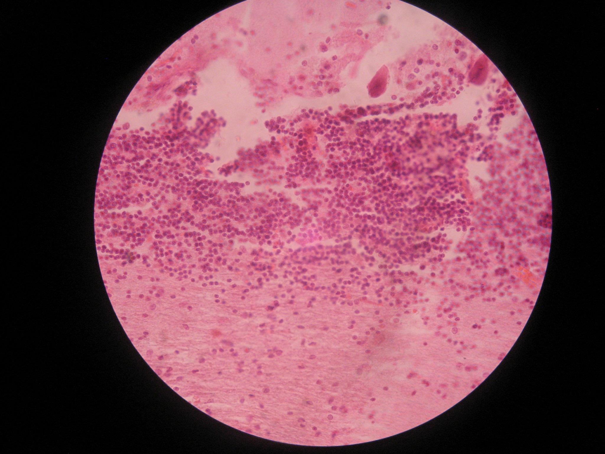 Photobiology