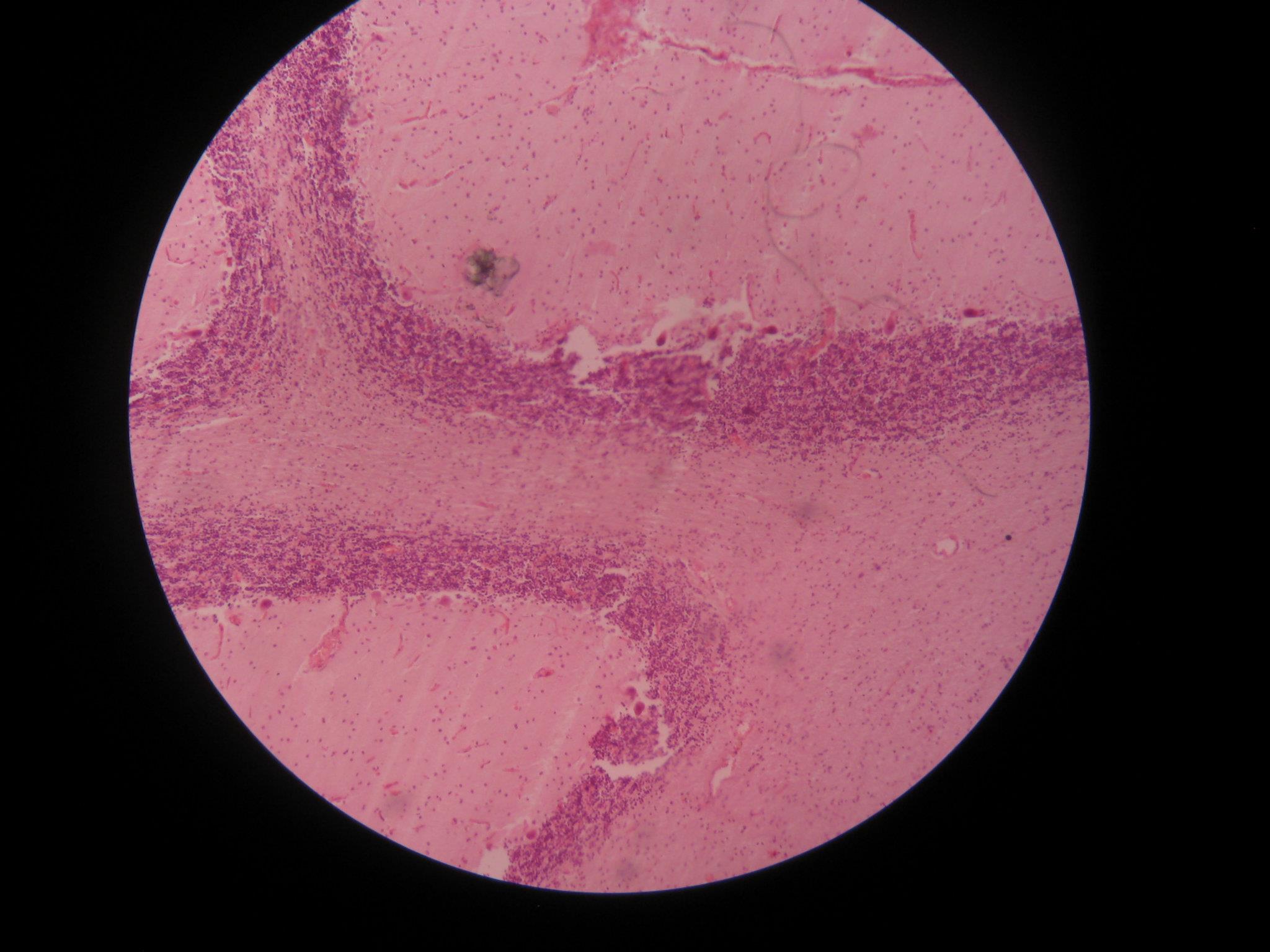 Photobiology
