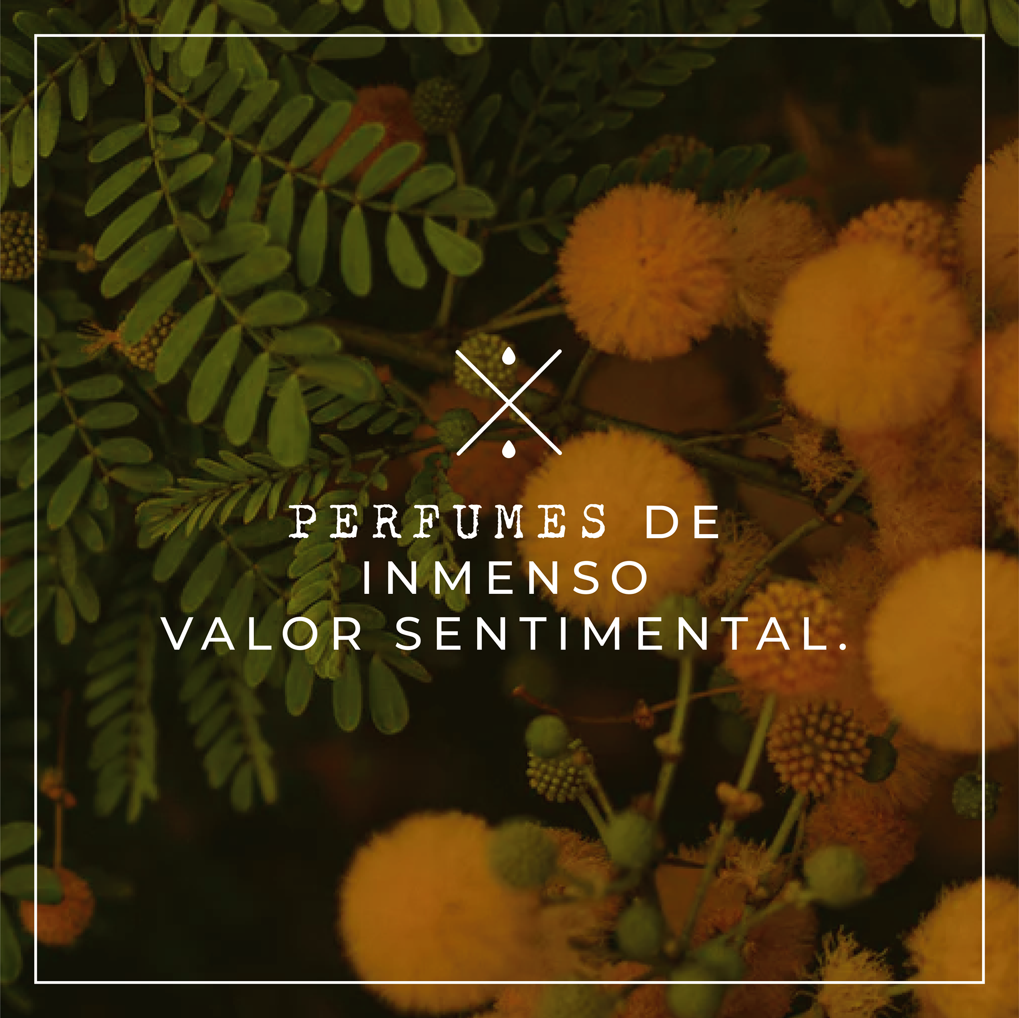 Lenez Mexico - ¡Hablemos de perfumes de una manera... | Facebook