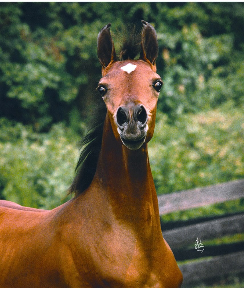 Encore Ali as a weanling! From... - Michael Byatt Arabians | Facebook
