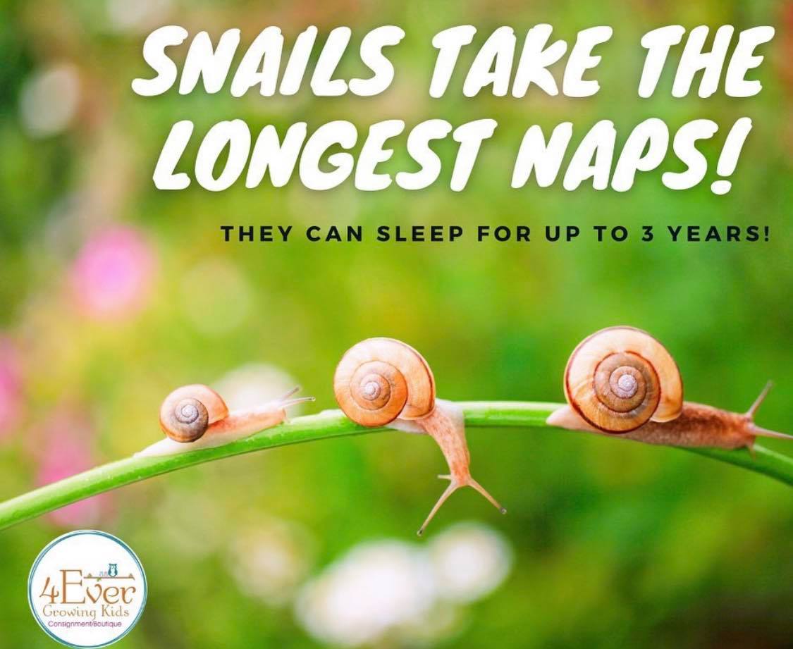 Did you know that snails can nap for... - 4Ever Growing Kids