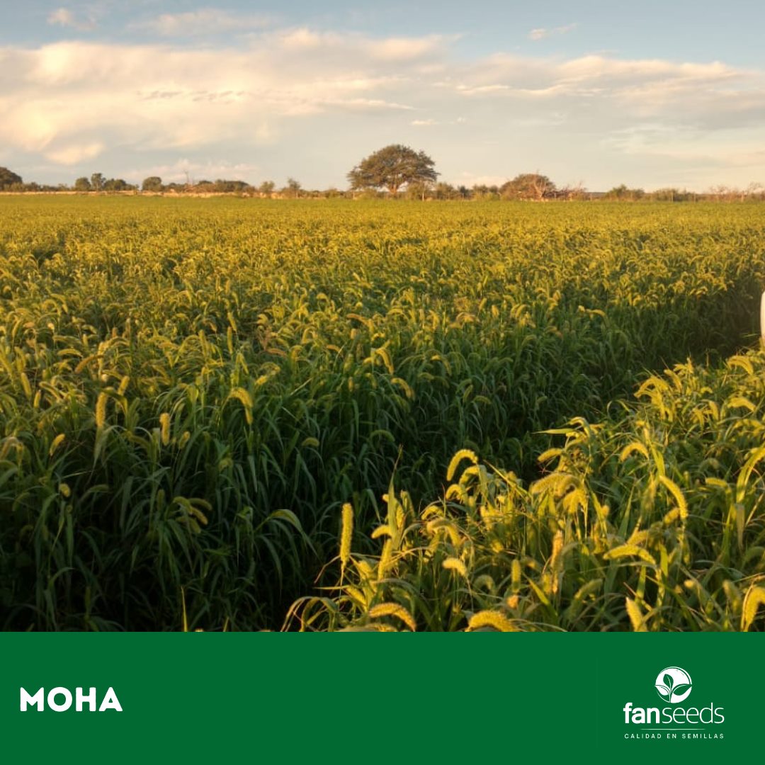 Fan Seeds - 👋Hoy les voy a contar un poco sobre la Moha 🌿 Es una ...