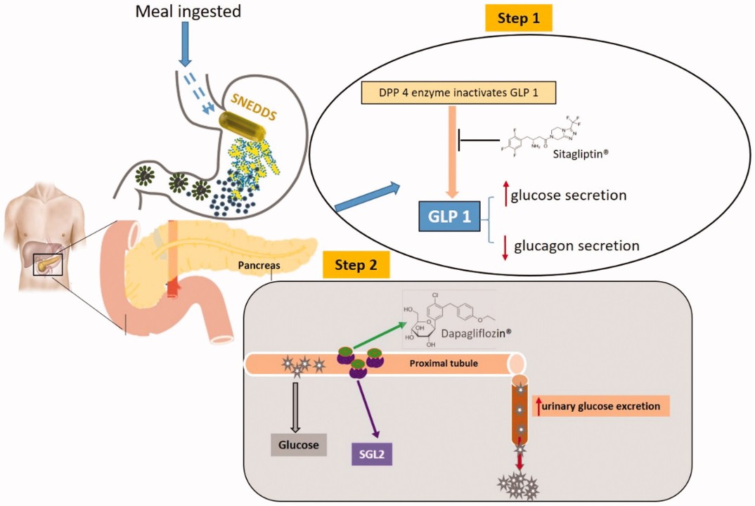 Sitagliptin mechanism and interactions for type 2 diabetes
