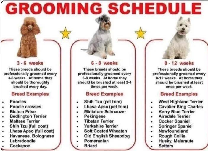 How Long Does It Take to Become a Dog Groomer: Quick Guide