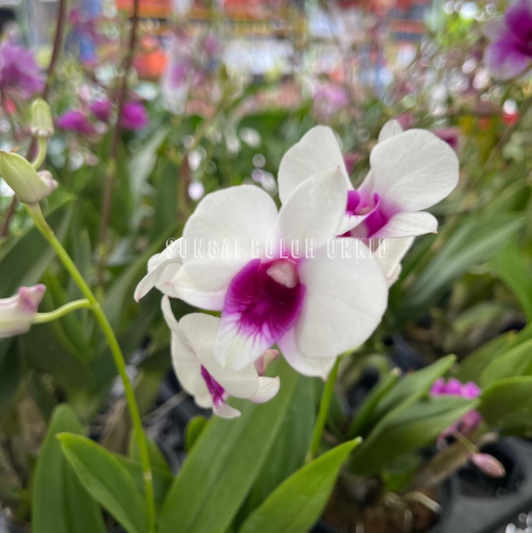 Sungai Buloh Orchid Flower Pot Home Facebook