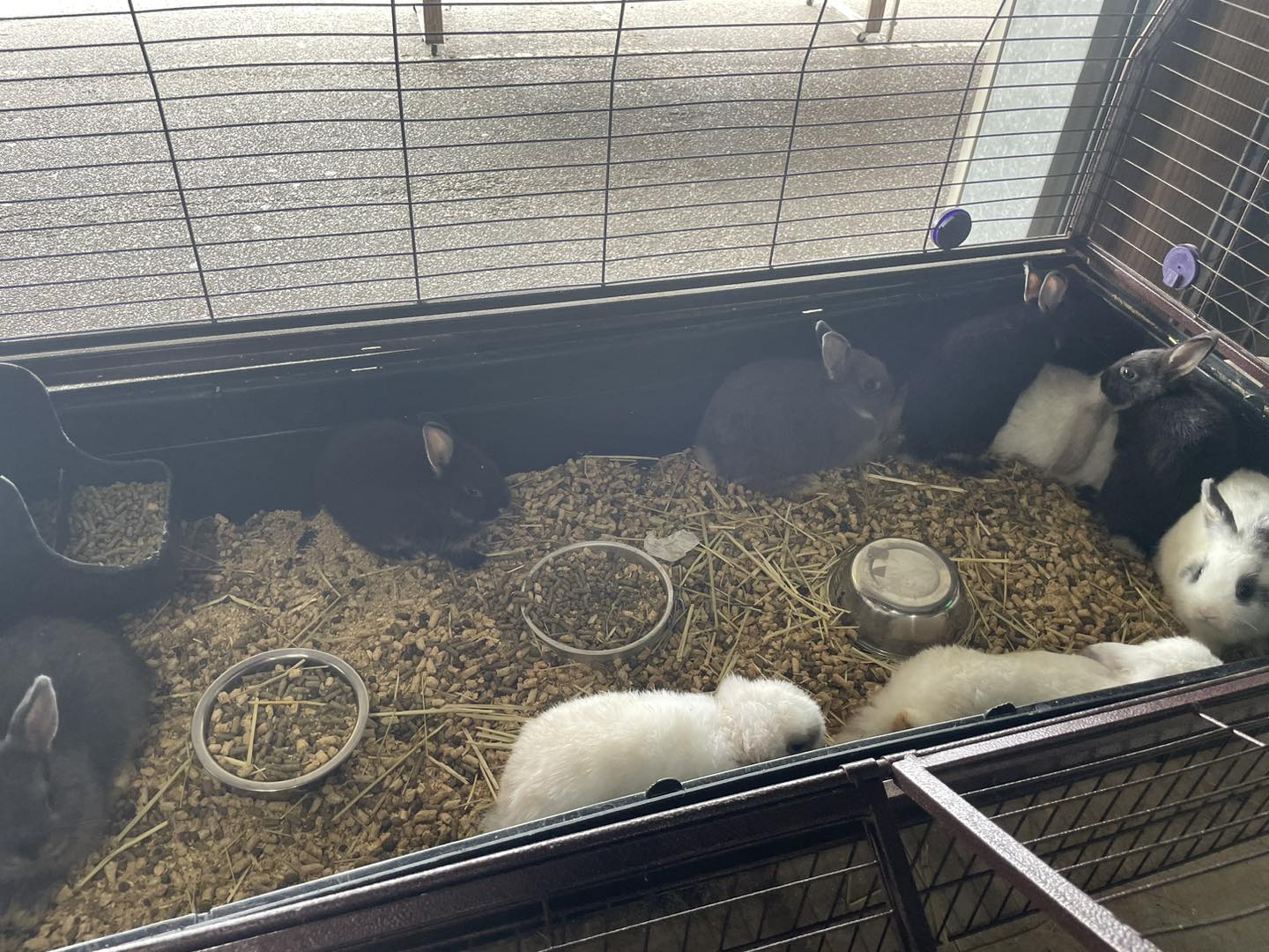Lower Alabama Rabbits | Semmes AL