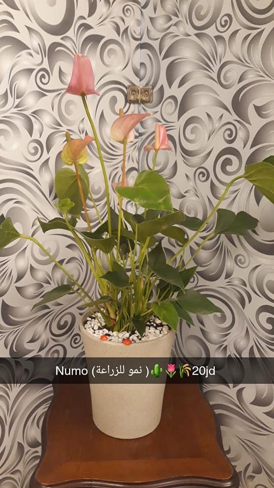 خليك في البيت وهدية... - Numo - نمو للصباريات و العصاريات | Facebook