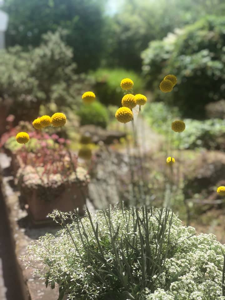 Craspedia- Trommelschlägel Ab heute wieder in der Gärtnerei erhältlich ☀️