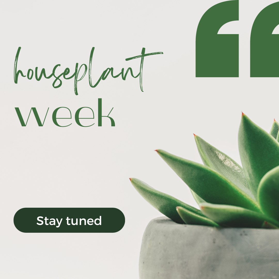 🌿 Happy Houseplant Week!... - Tollesbury Climate Partnership | Facebook