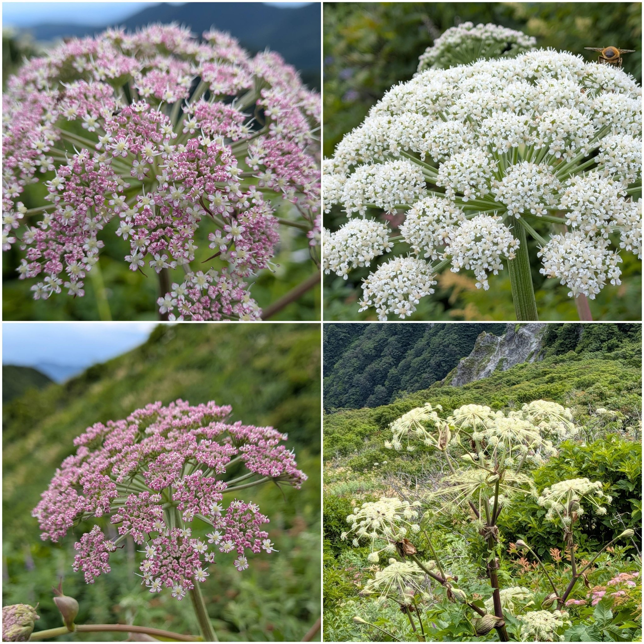 開花中の山野草・・・今年も一番先に咲いたツツジはエゾムラサキツツジ