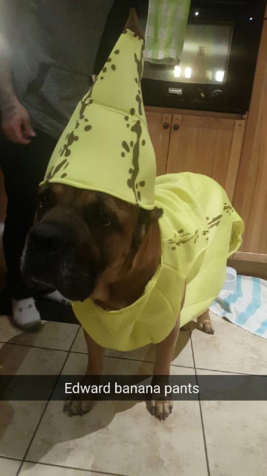 Eddie Sporting His Banana Costume Justice For All Cane
