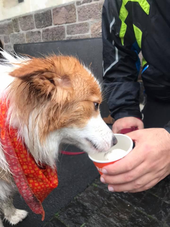 Rollickin - WOOF! WOOF! Grrr bark woof! Ruff, ruff...