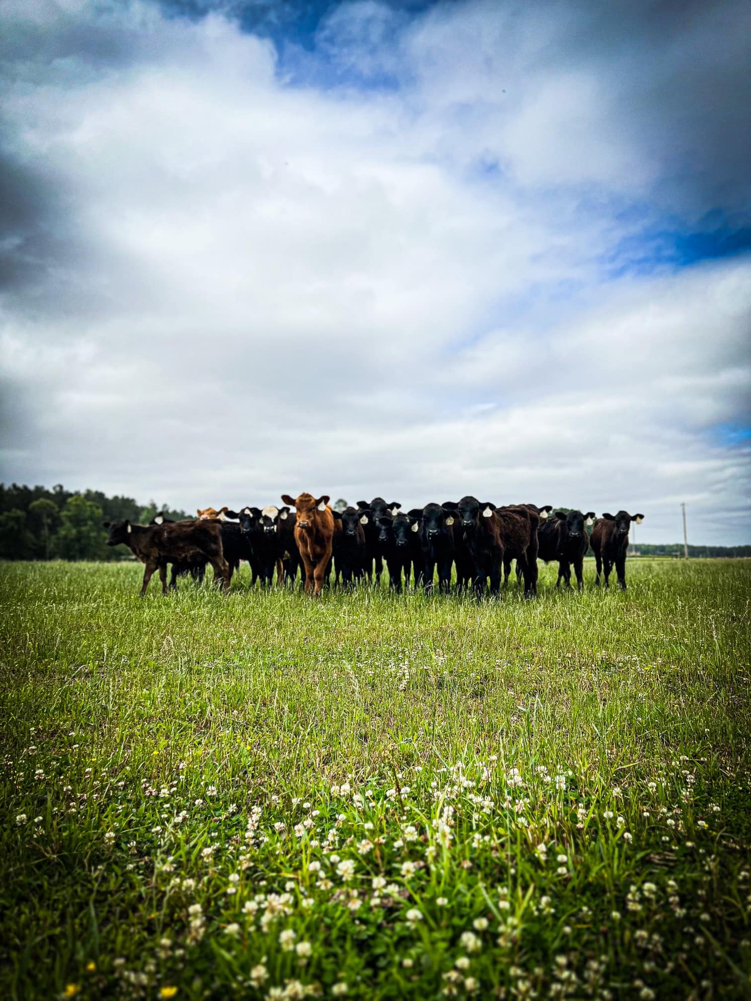 Triple R Ranch | Elm City NC