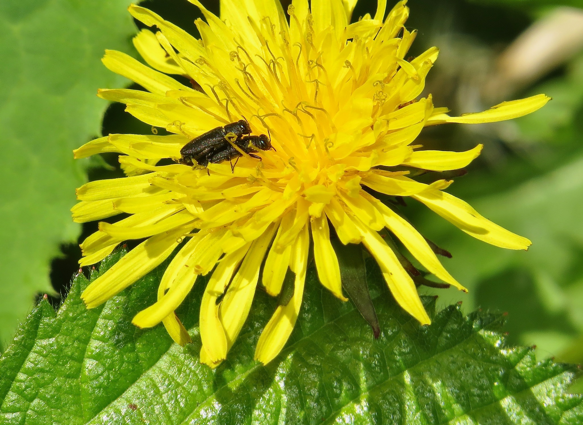 Insect Sciences Museum of California - ISMC | Could this mating pair ...