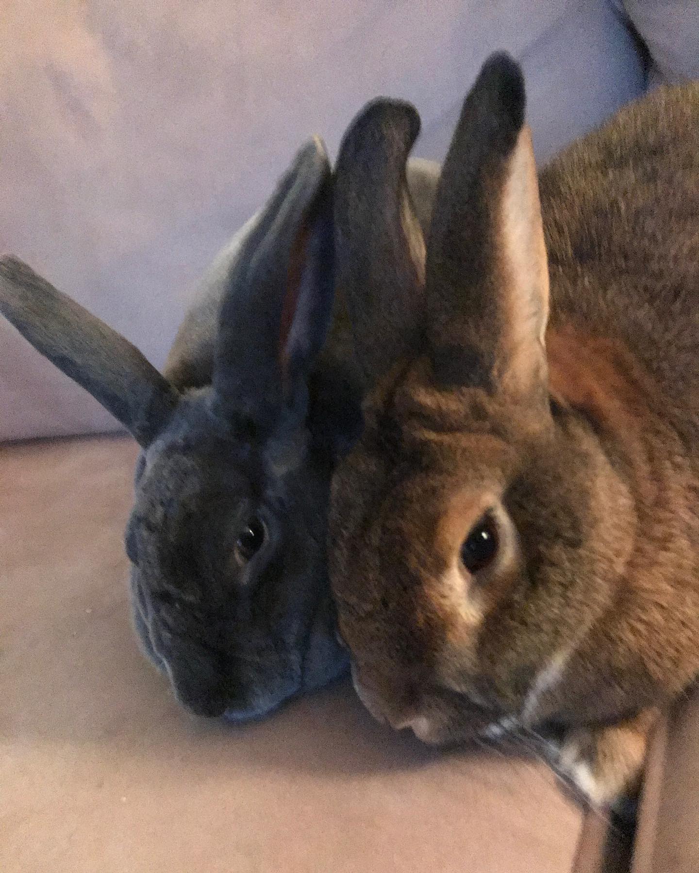 Alabama Rabbit Rescue - Cosmo & Sylvianne swung by the bunny house ...