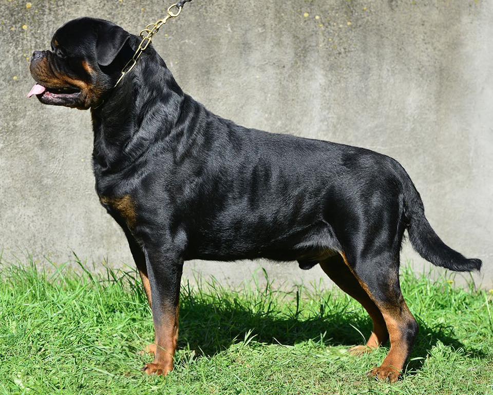 EXTREME ROTTWEILER LEAGUE | Facebook