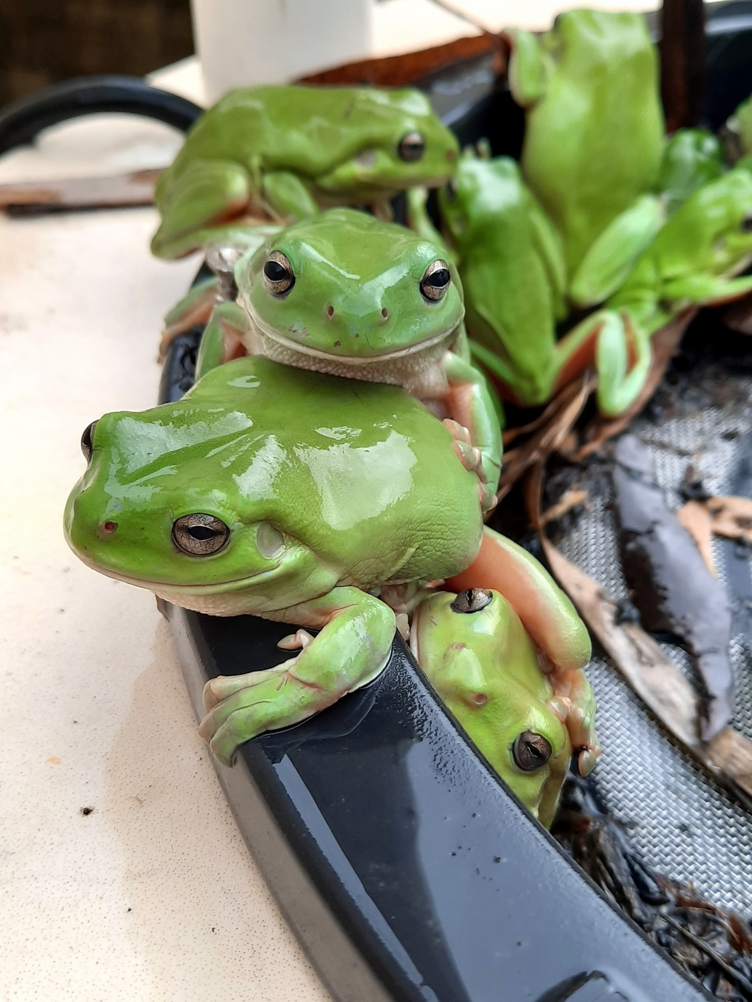 🐸 GREEN TREE FROGS SOAK UP THE... - ABC Western Queensland | Facebook