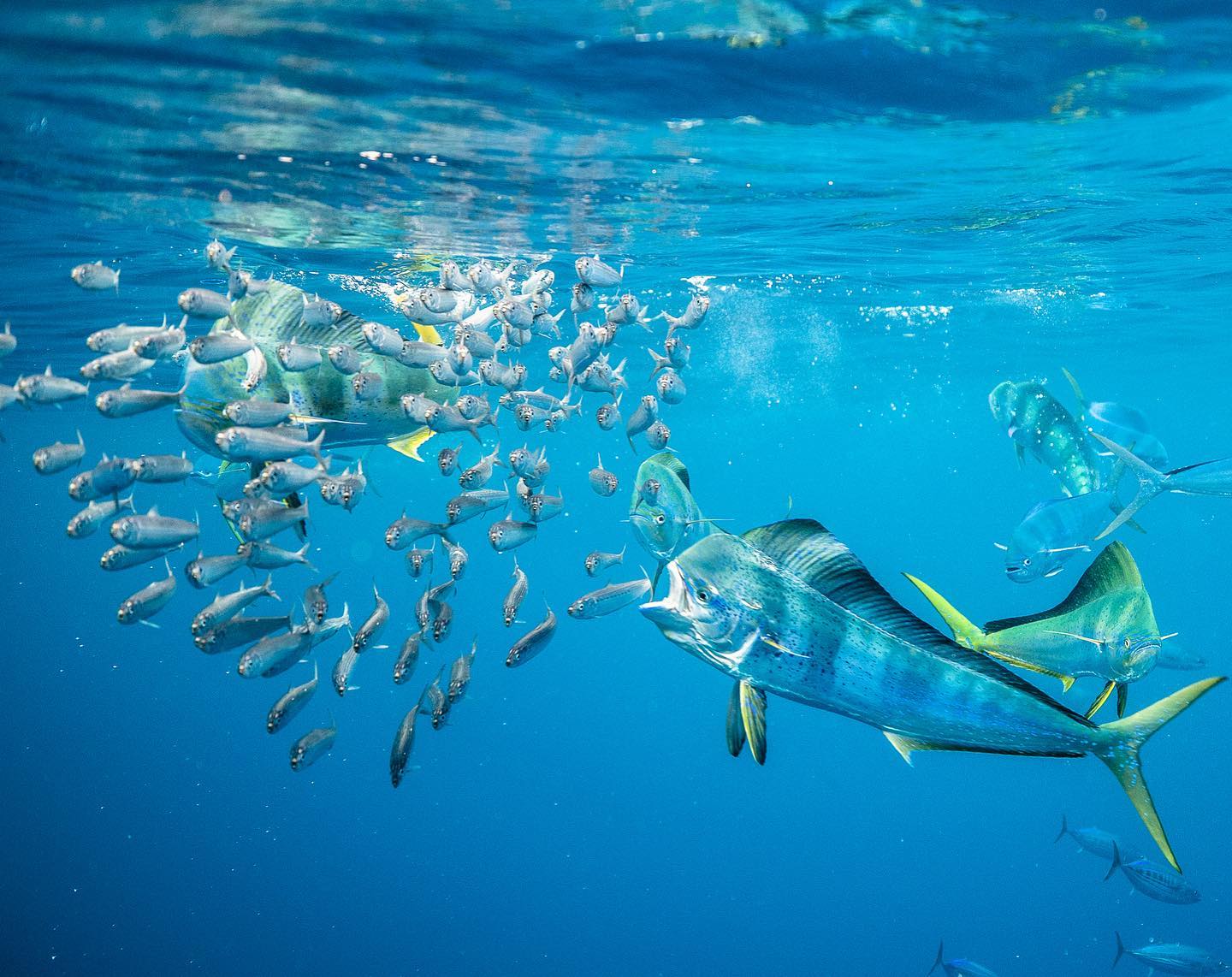 dorado fish chasing after lure Williamson Catcher Rig, Candy Floss Williamson Dorado Catcher is a flat Mahi mahi hunting mackerel at