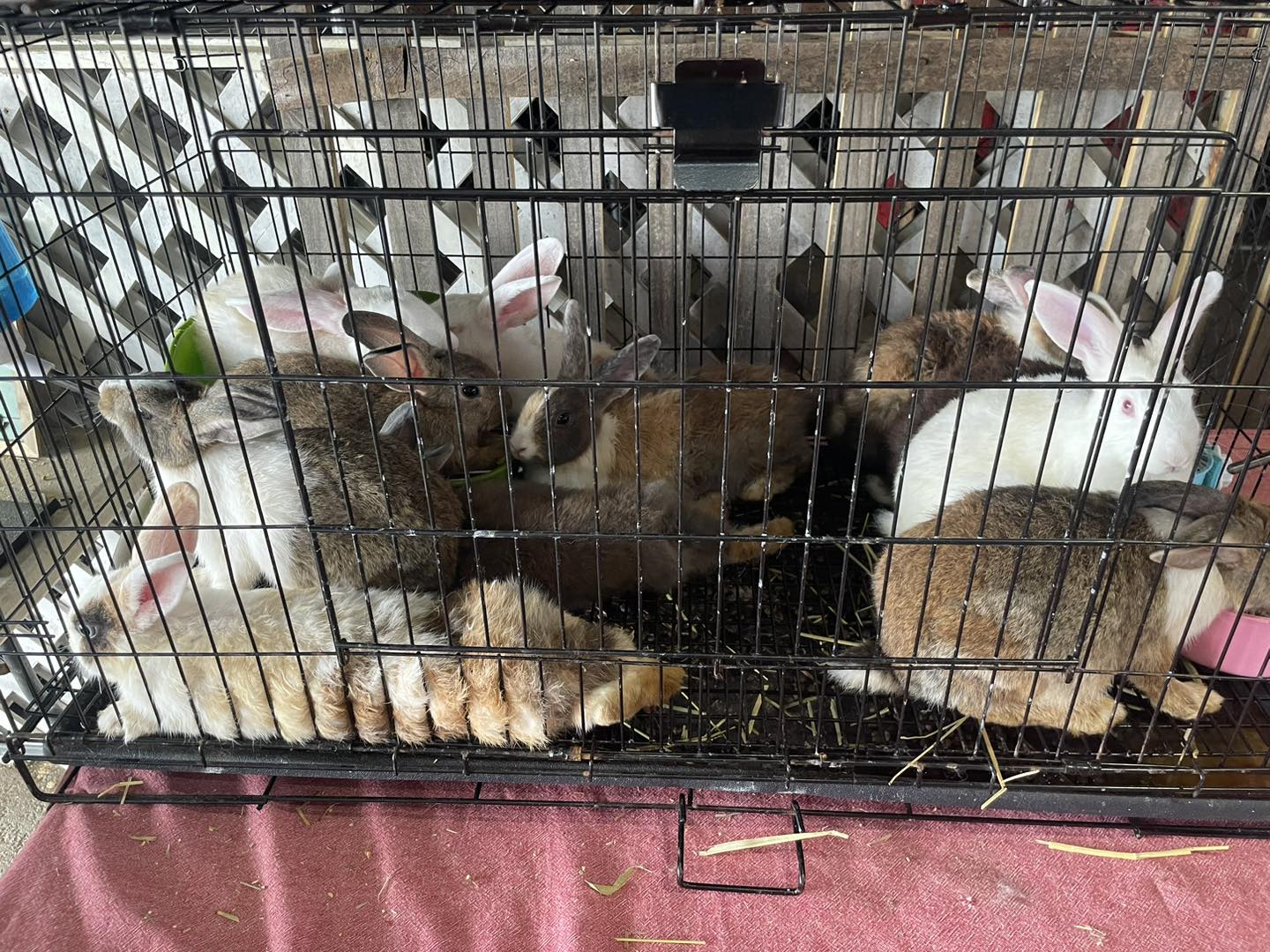 Lower Alabama Rabbits | Semmes AL